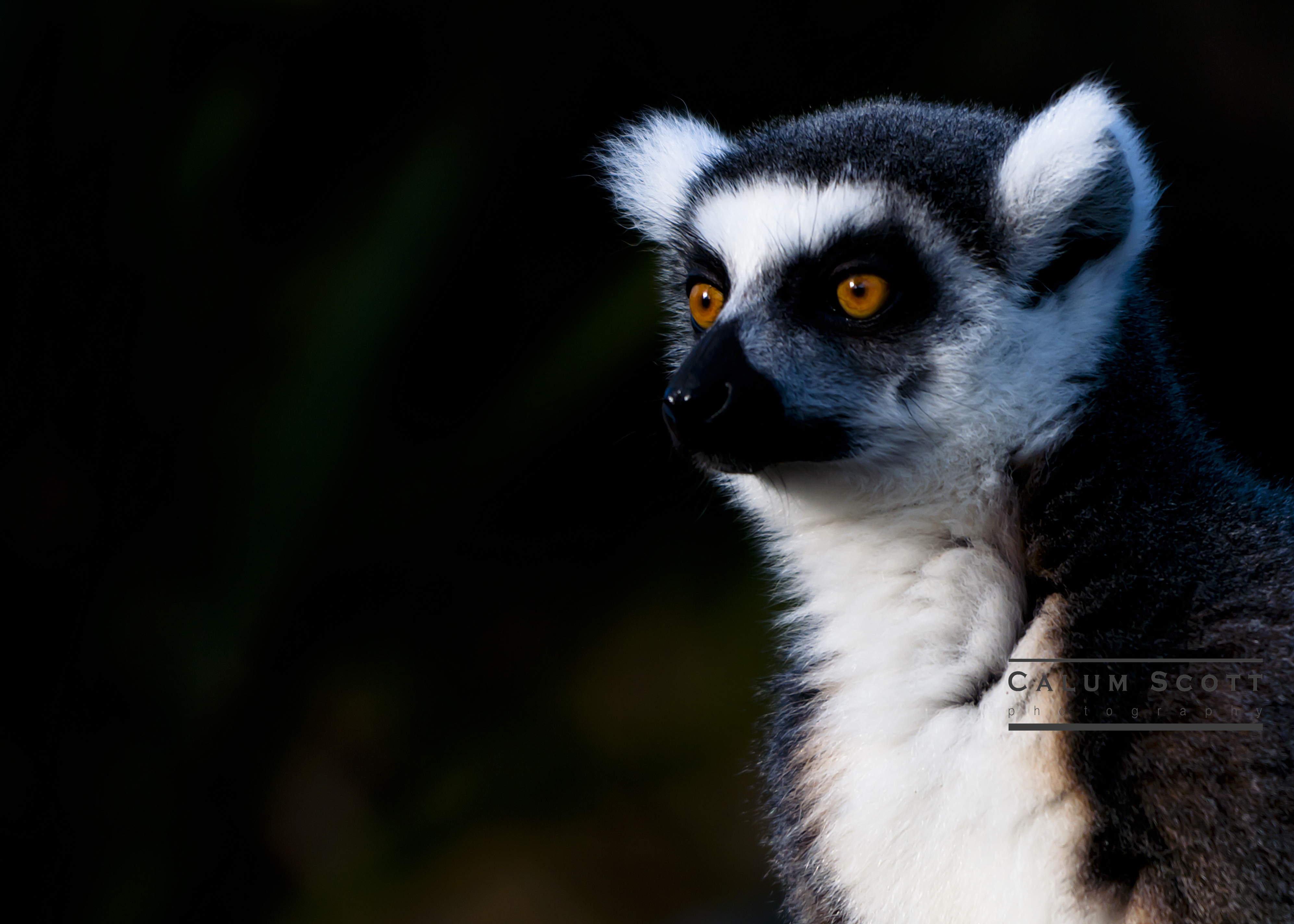 Fauna